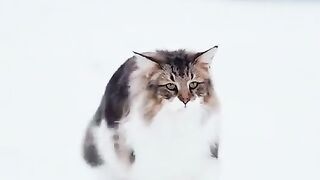 A cat is walking on snow