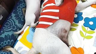Cute animals