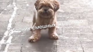 Сборник смешных животных.