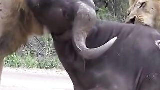 Lions Attack on Buffalo