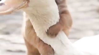 Funny animals