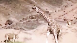 Jarraff kicks baby jarraff