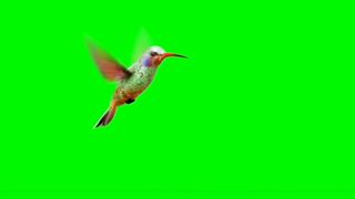 Flying Bird on Green Screen