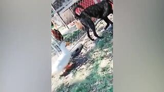 Funny Cats, Cute animals video