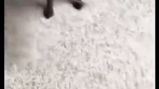 Funny Dog and Monkey