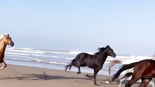 Cute Horses