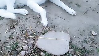 Animal and dog