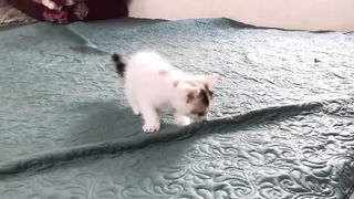 Cute Kittens_Funny and Cute Cat Video Compilation 2023