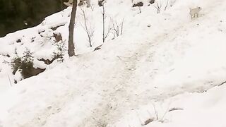 copitation the boy in dog on snow season so very defect. time