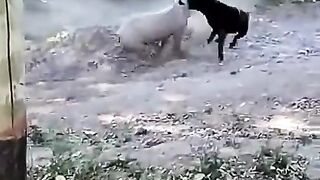 Dog and Pig Fight