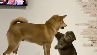 the cat is a boxer.