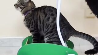 Very Funny Cat cute videos #catvideo