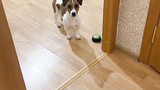 give me something to eat, impatient Chester.