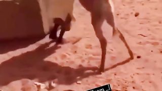 New reasling funny video