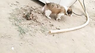 Little dog video ????