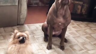 what clever brothers, smaller ones.