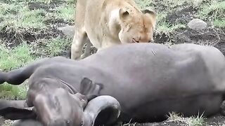 lions huntting anomals #wildanimals_#animals_#lion_#buffalo_#animalsoftiktok_.