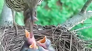 wov geart mother are precious gift careing little birds ????????????????