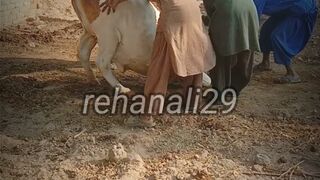 funny video cow and male commedy video 2023