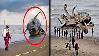 10 Unusual Things Found On Beaches | Haider Tv