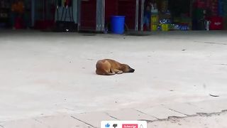 Fake Lion Prank Dog So Funny Cat Not Stop laugh۔New Prank Videos 2023