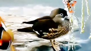 Beautiful Vedio