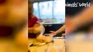 Funniest Dog and Cats Video ???? Best funny animal video 2023