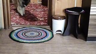 the dog knows the limits of what is permissible.