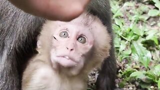 Baby monkey