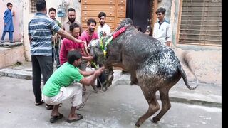 qurbani ka janwer