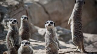 Cobra Vs. Meerkat | Wild Africa | National Geographic Wild UK
