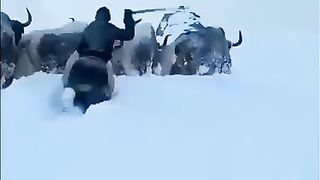 King Of Mountain (yak)