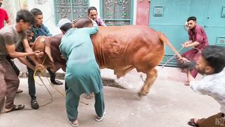 qurbani ka janwar mandi