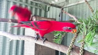 Beby Moluccan Red Lories Beautiful Sound