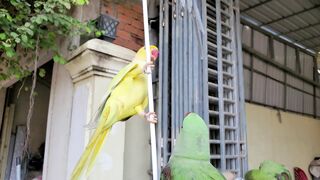 beautiful ringneck parrots yellow