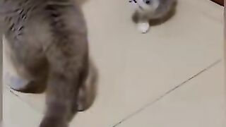 Funny cat videos