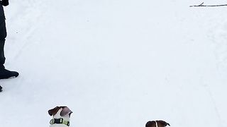 competitions between dogs.