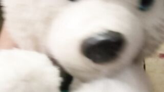 Beauty of dog ????