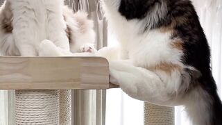 Cute twins Persian Cats playing
