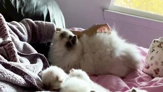 Beautiful Cat family ????