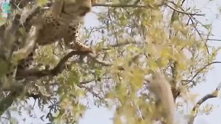 Wild animals, Animals worlds