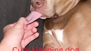 Cute sleeping dog