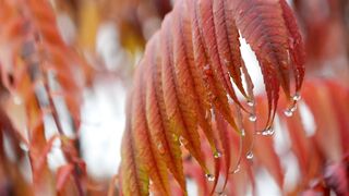 A Wet Autumn Leaves with water sound relax