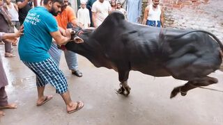 qurbani