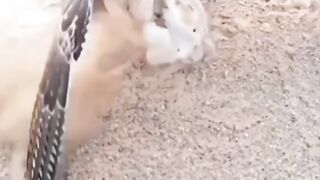 Danger pets animal short video