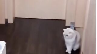 Fluffy cats