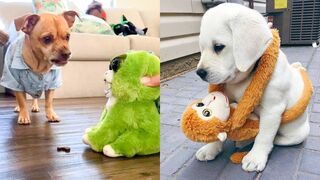 Funny and cute ???? Dogs Video Compilation # 20|Animalia Galaxy