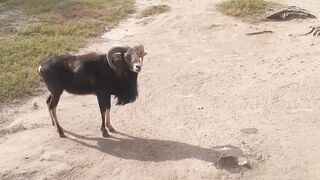 Lahore zoo