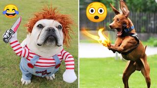 Funny and cute ???? Dogs Video Compilation # 19|Animalia Galaxy