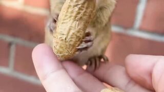 Cute Squirrel eating peanut ????